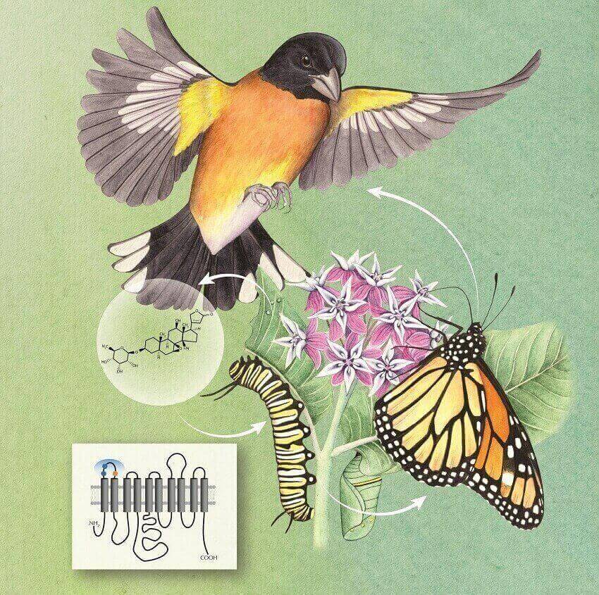 Drawing of caterpillar, monarch butterfly, and black-headed grosbeak on a milkweed plant, with arrows & molecules denoting food chain