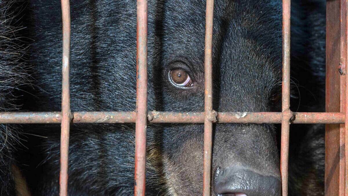 a black bear in a cage