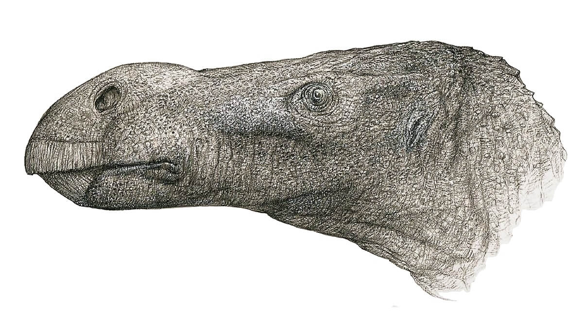 An illustration of a dinosaur head. It has a long nose and a tiny eye