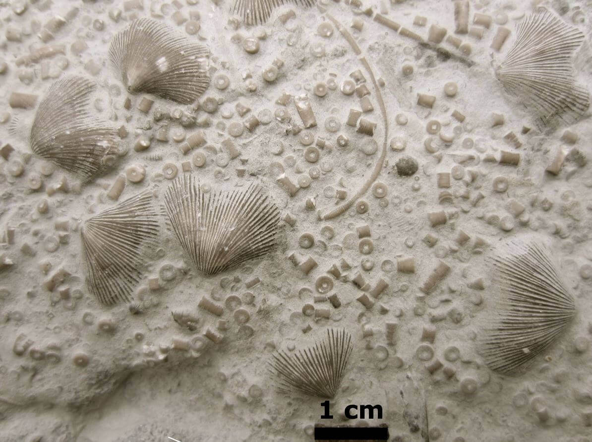 Shell like fossils in pale rock