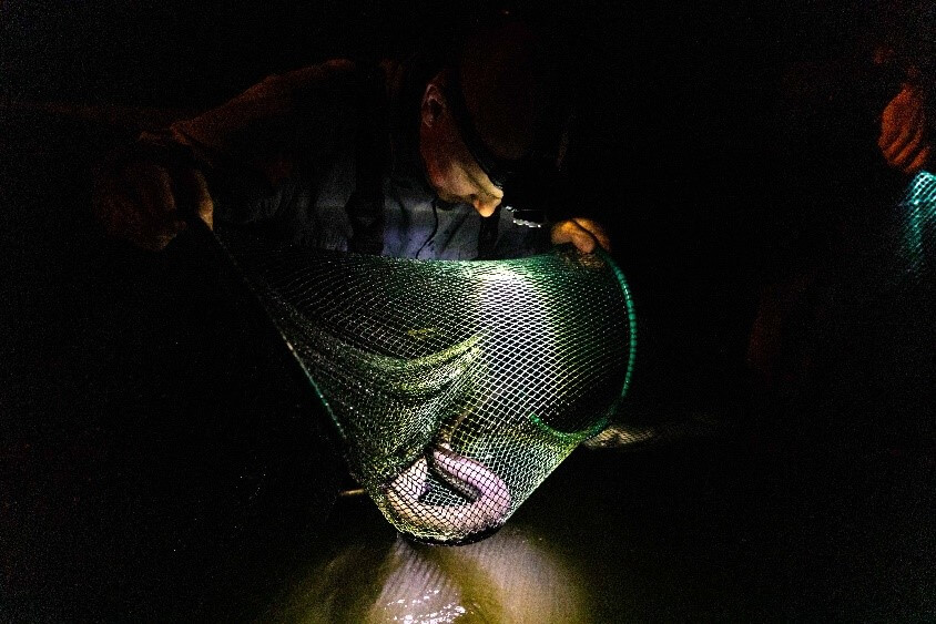 A man looking into a green net. There is an eel inside. It is dark but there is a torch on the net