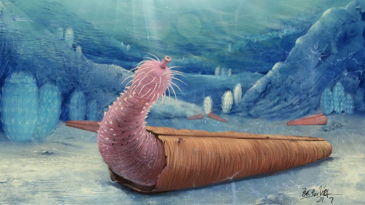 illustration of A long pink creature inside a conical shell