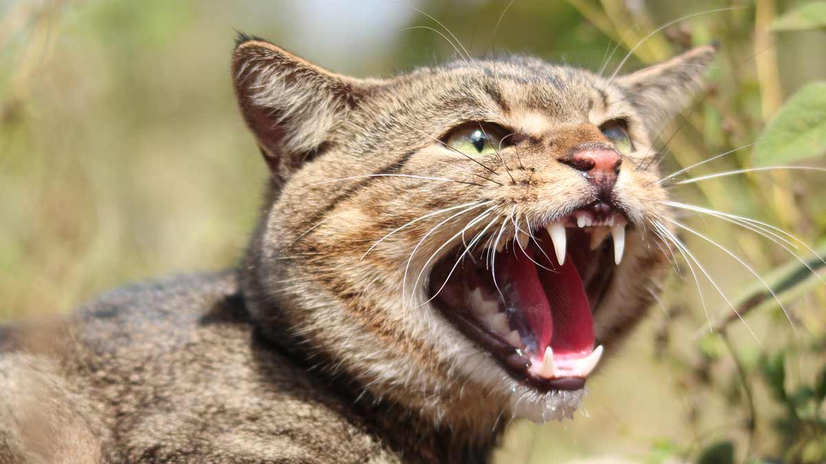 Photograph of a cat snarling