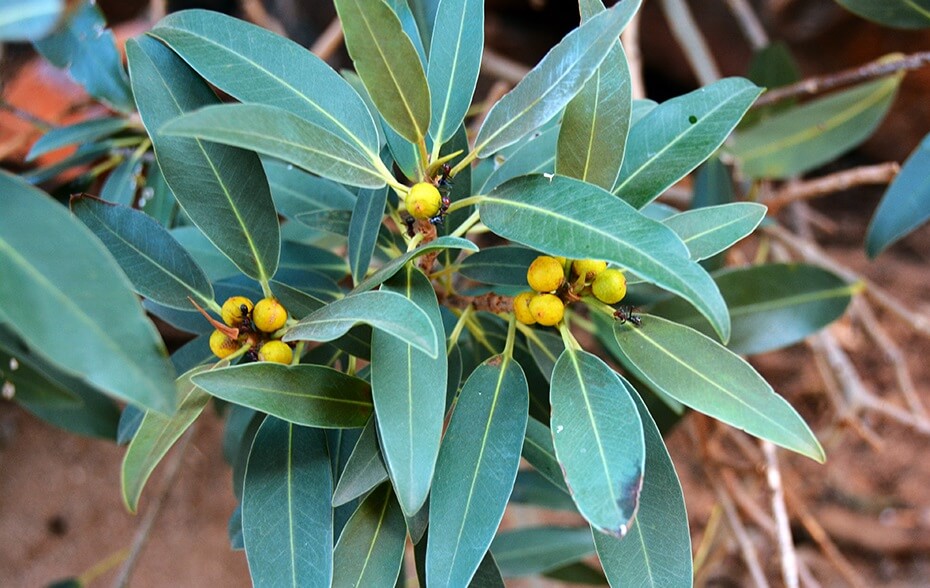 A plant with long green leaves and small yellow round fruit