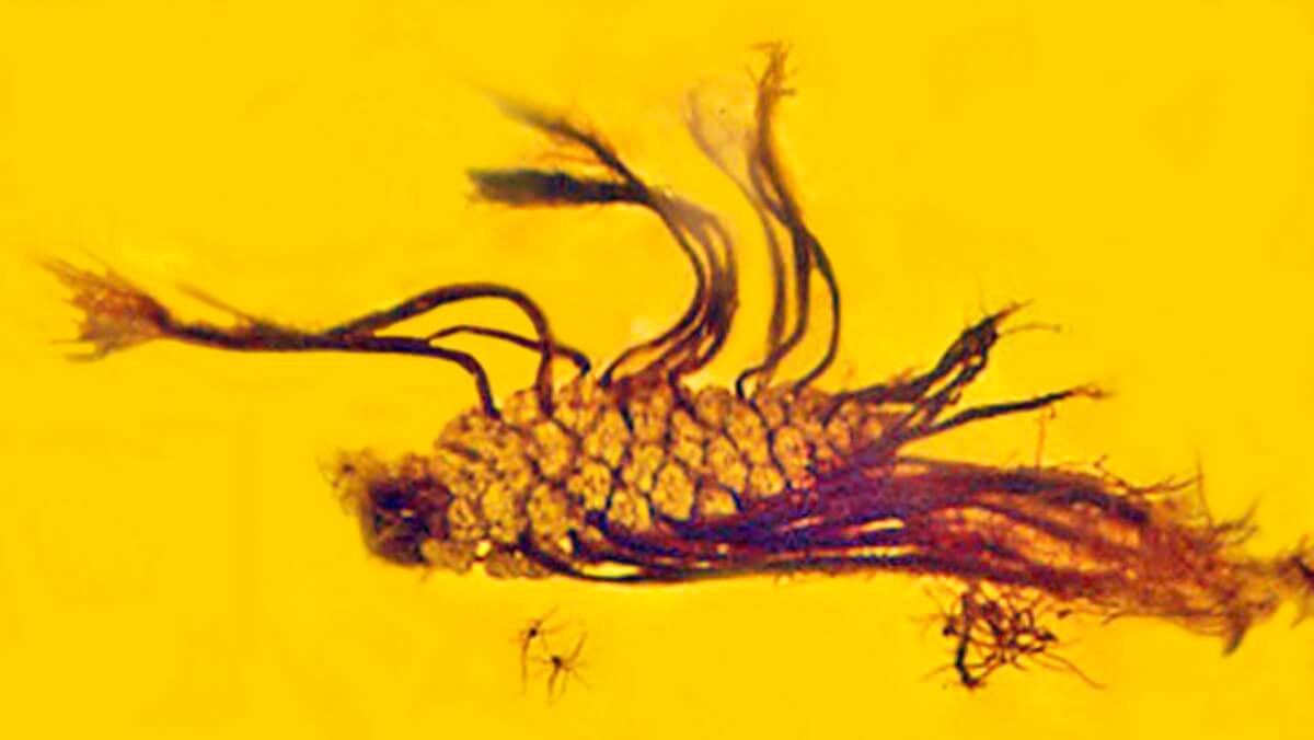 pinecone fossil in amber. It has long tendrils growing out of it