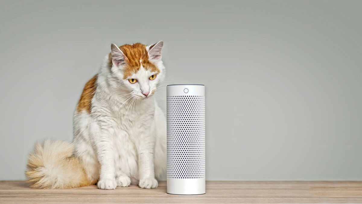 Cute tabby cat listening to a voice controlled smart speaker