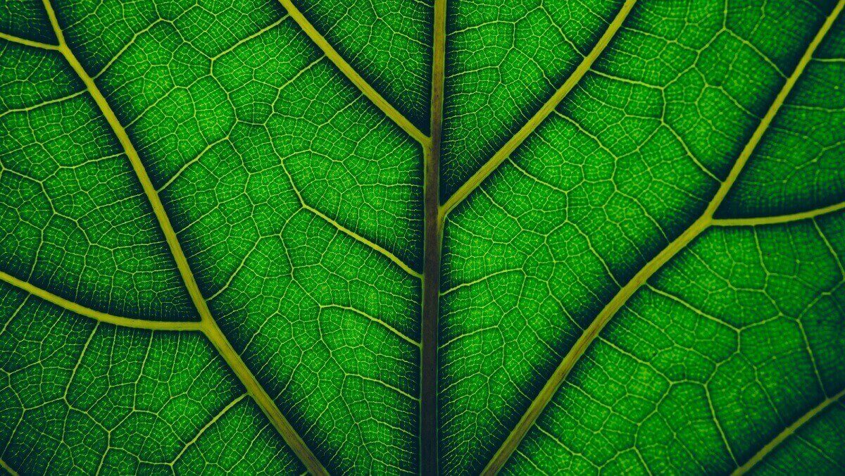 a close up image of a leaf.