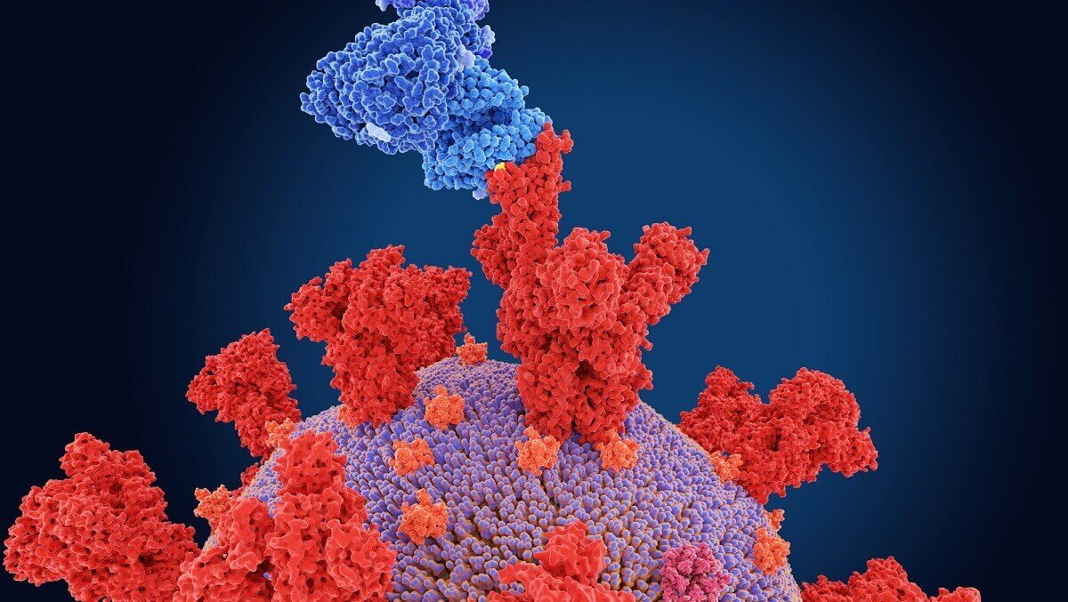 Illustration of the spike proteins (red) from the B.1.531 variant of the SARS-CoV-2 coronavirus, the cause of the respiratory illness Covid-19. The mutation site of the new variant is yellow. The spike protein binds to angiotensin converting enzyme 2 (ACE2, blue) in the host cell membrane, mediating viral entry to the host cell. B.1.531 was first identified in the South Africa. Its mutation may help it evade the immune system.
