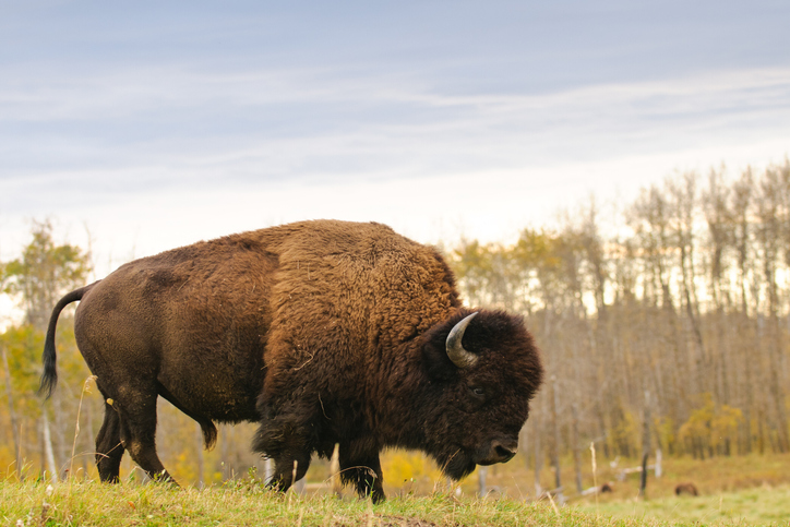 A bison standing on grass. There are trees in the background