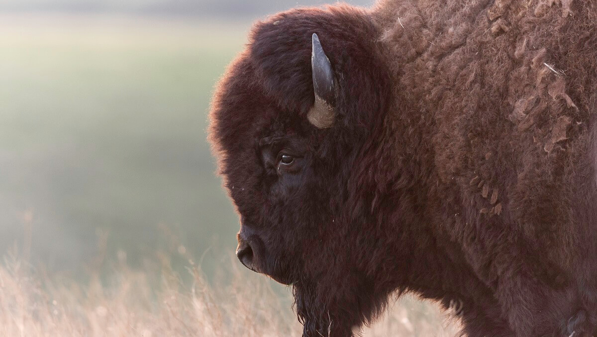 A bison standing in grass