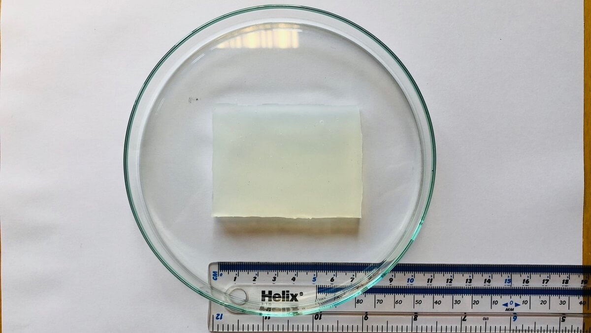 a yellowing square on a petri dish. There is a rule next to it. the square is 7 cm in length