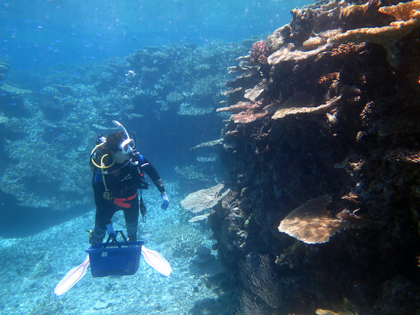 Aad chief scientist nicole webster diving on the great barrier reef