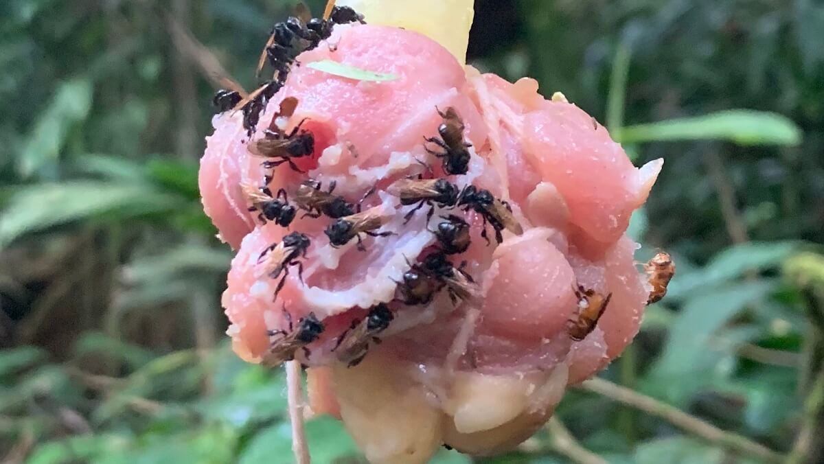 black vulture bees on a ball of pink flesh. There is string tied around the meat