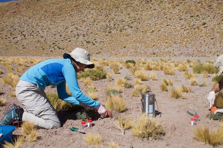Young person in blue shirt and hat, taking plant samples on dry desert landscape