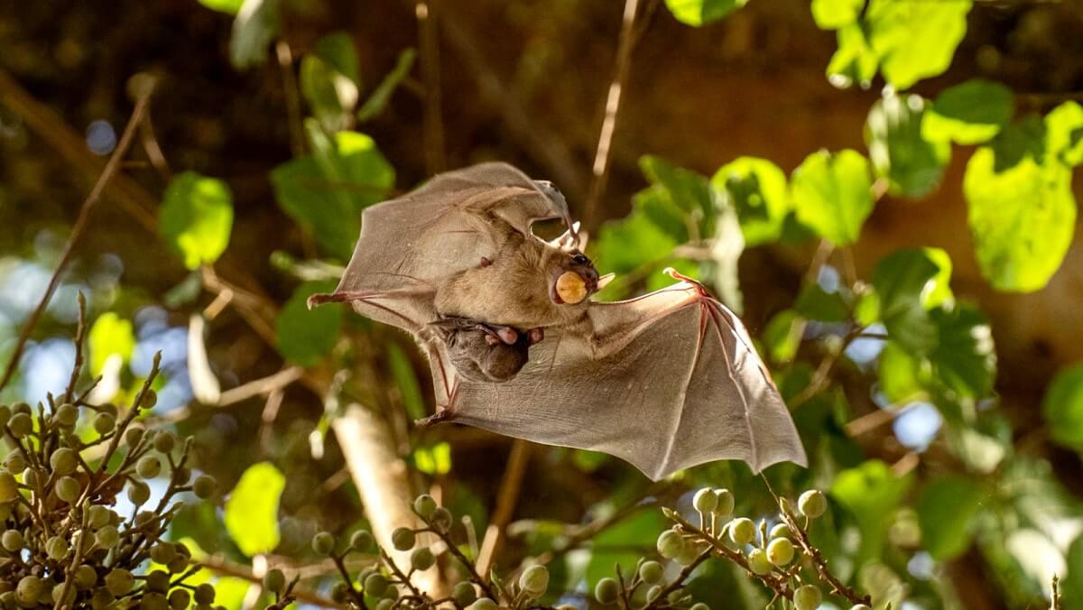 Baby bat with adoptive mother, with fruit in mouth