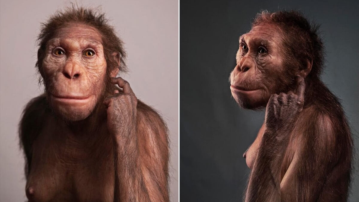 Life-like reconstruction of female hominin