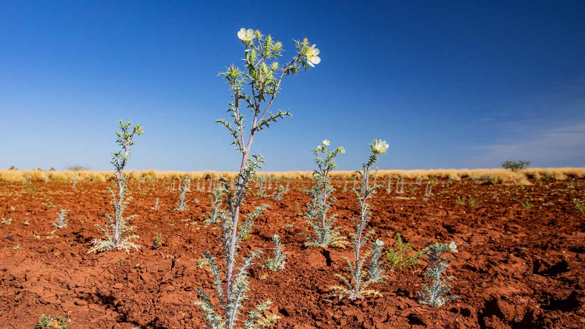 Photograph of mexican poppies growing in the pilbara's red desert.