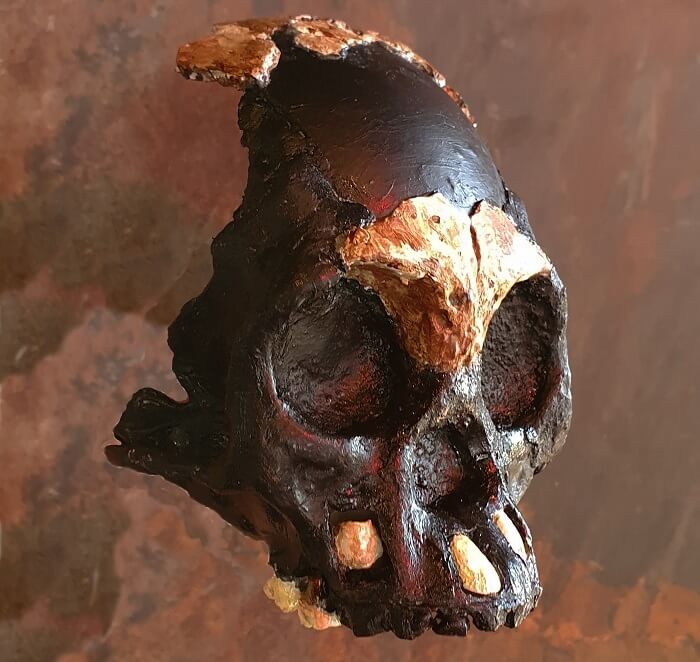 A partial skull. It is mostly blacks with some parts made of bone