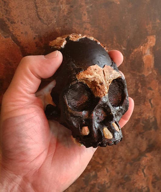 A reconstruction of the homo naledi child skull of leti in the hand of a man