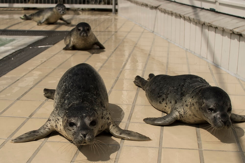 Four seals next to a pool