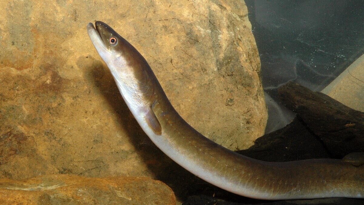 an eel underwater next to a rock