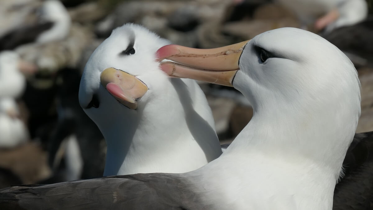 Two albatrosses. One has its beak other the others cheek