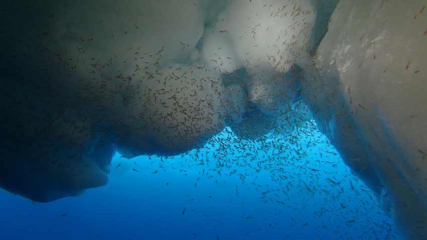 Krill swarm under antarctic ice