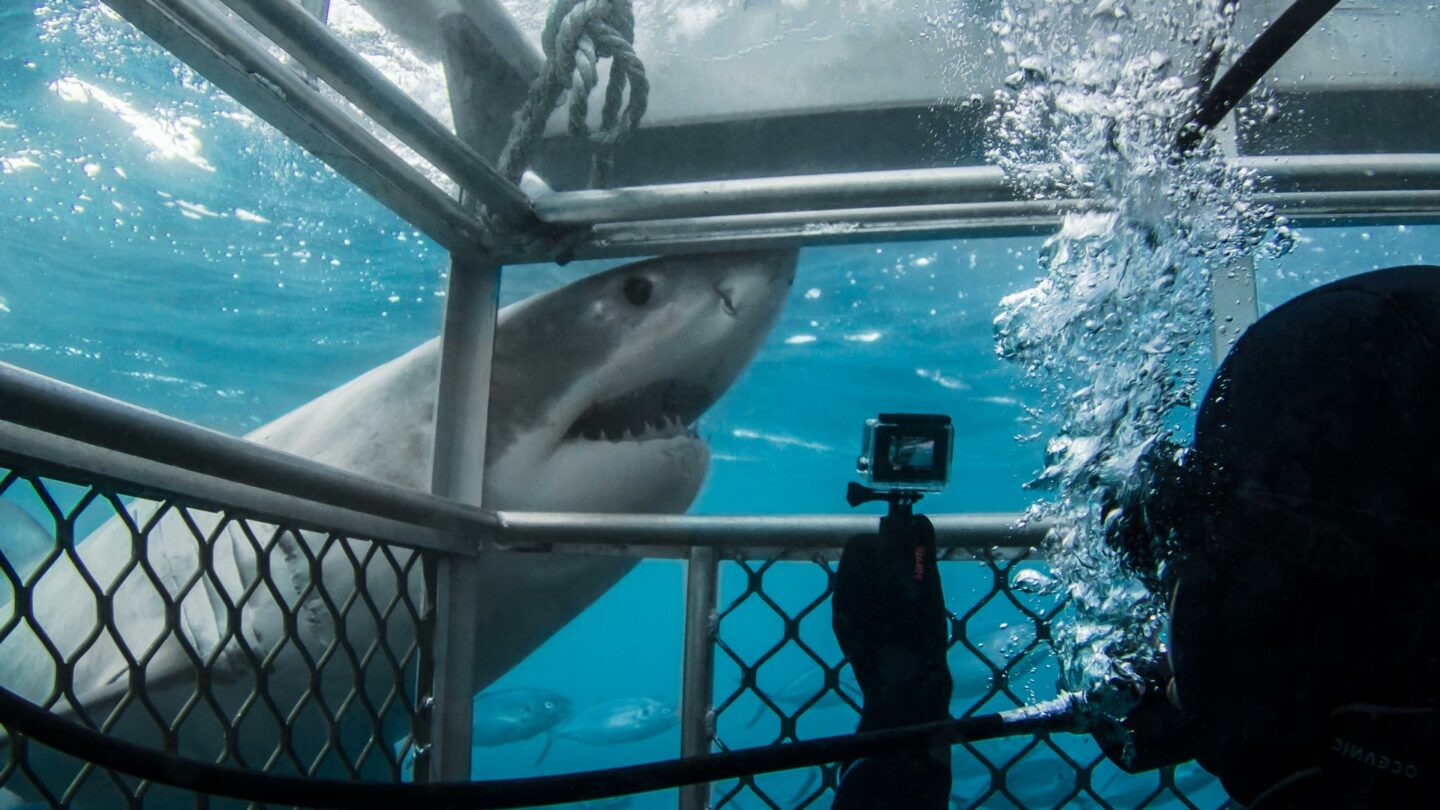 shark tourism cage diver taking a photo of a shark