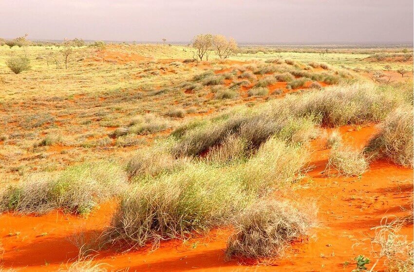 Dry spinifex landscape