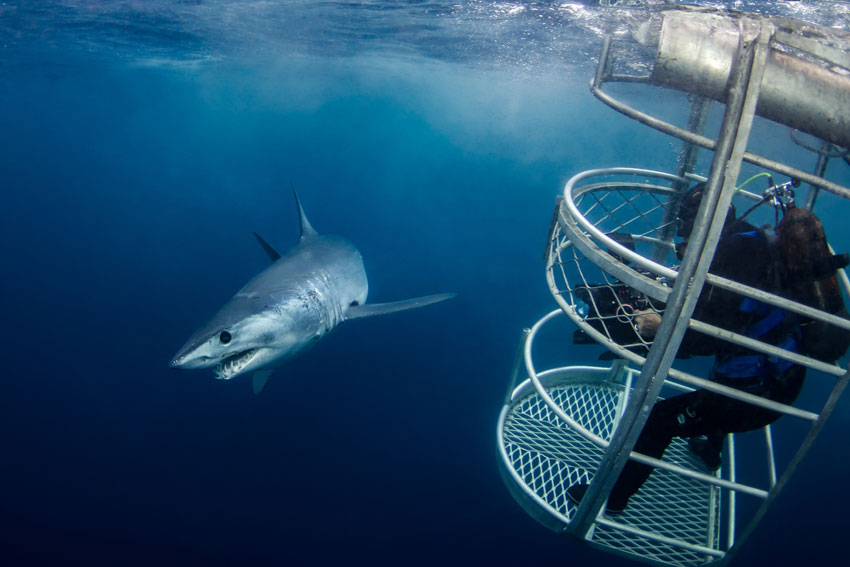 Shark tourism shark with a cage diver