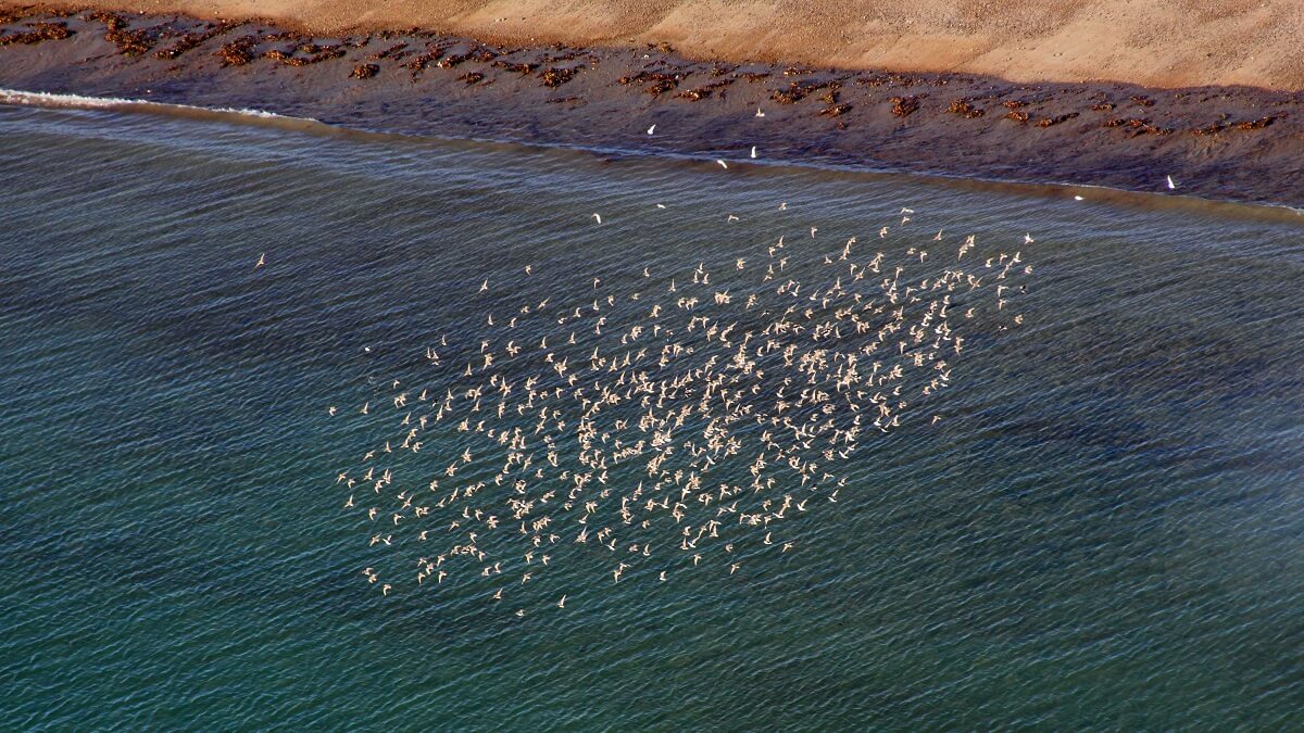 A flock of white birds flies over the coast