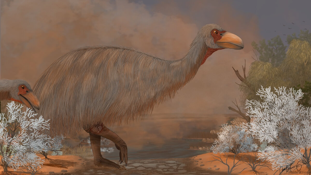 An artist's impression of the extinct giant Australian bird Genyornis newtoni.