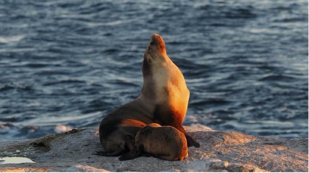 Two Australian sea lions basking on a rock platform.