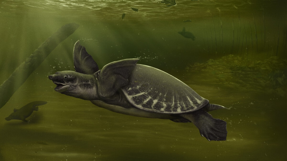 Artist's impression of a pig-nosed turtle.