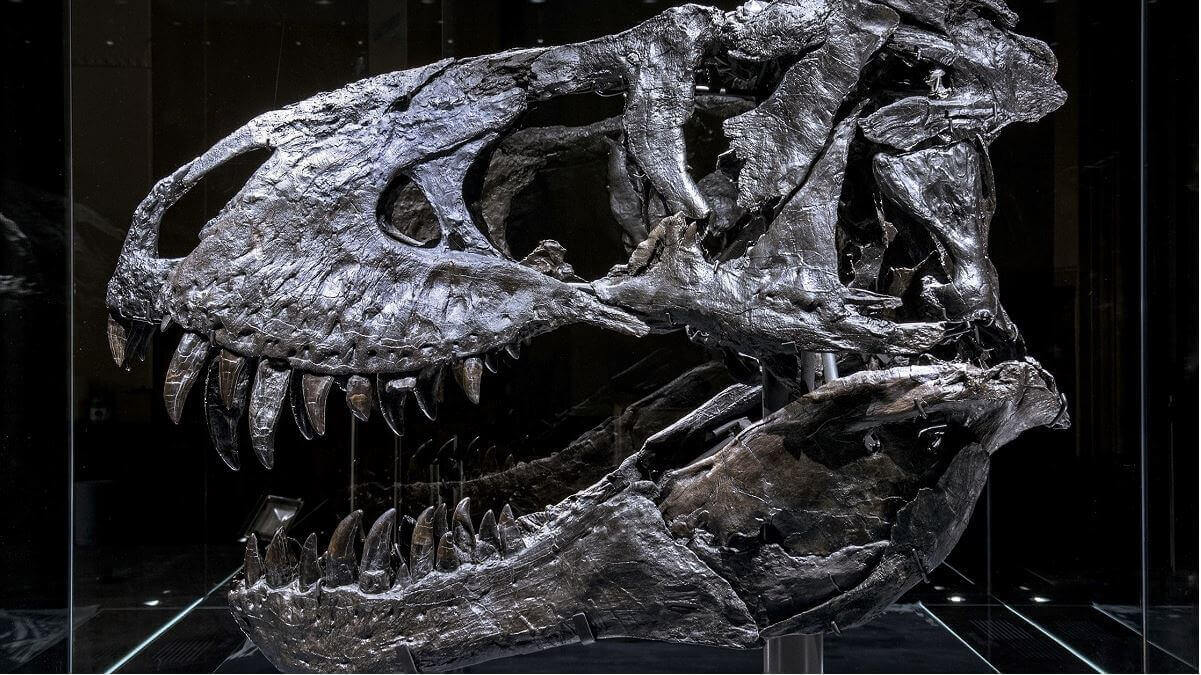 A t-rex skull in a glass case