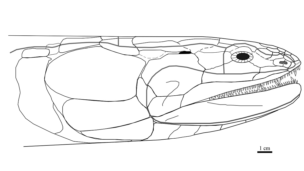 Cladarosymblema narrienense, diagram