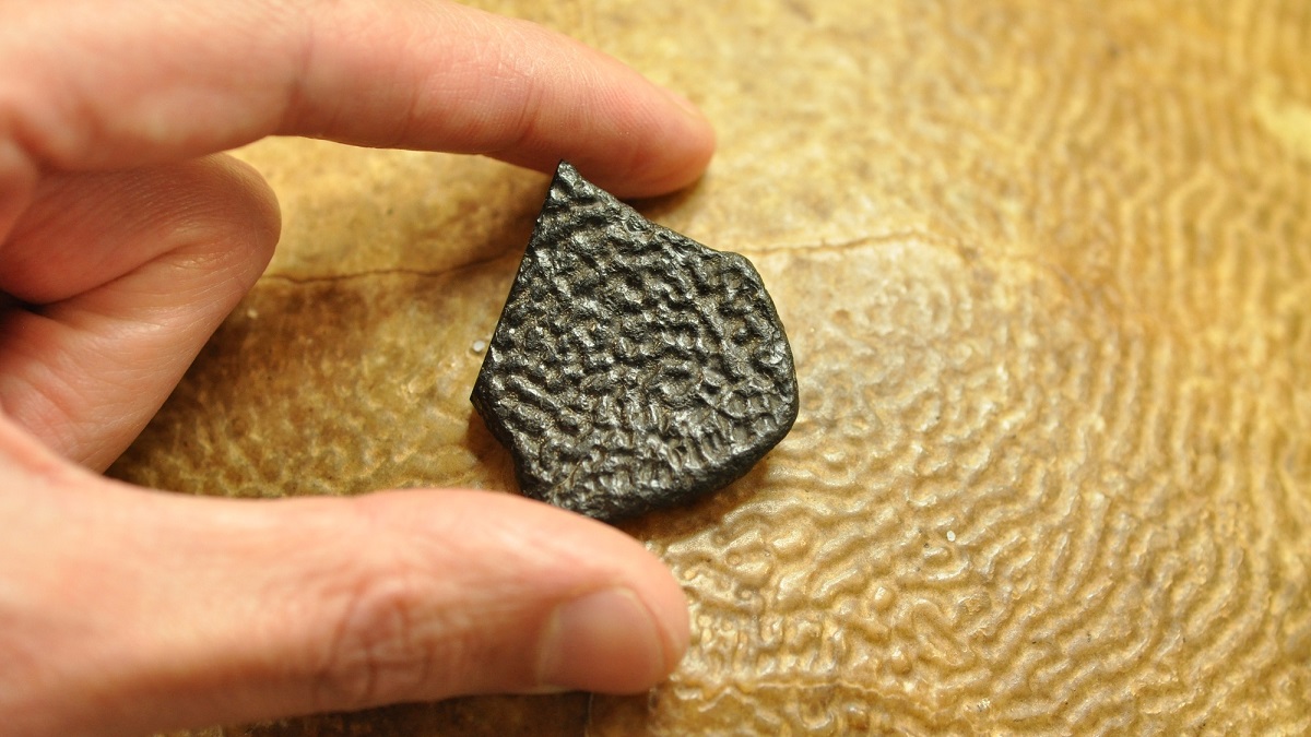 A small fossil fragment is held between two fingers.
