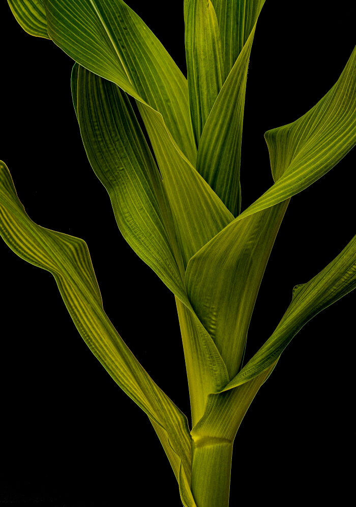 A close up of a corn stalk