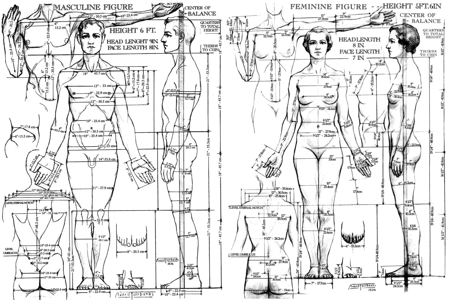 Drawing of proportions of the male and female figure 1936