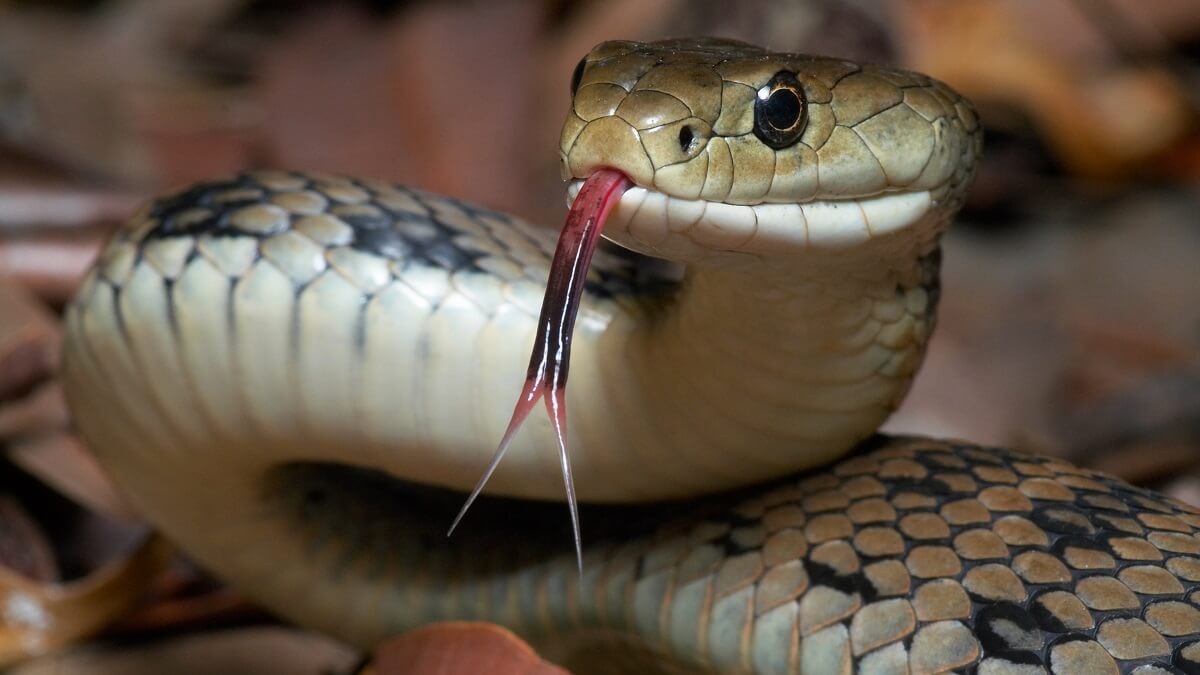 An Australian Rough-scaled snake pokes it's forked tongue out.