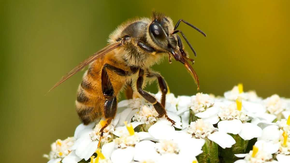 Where Did Our Honey Bees Go To?