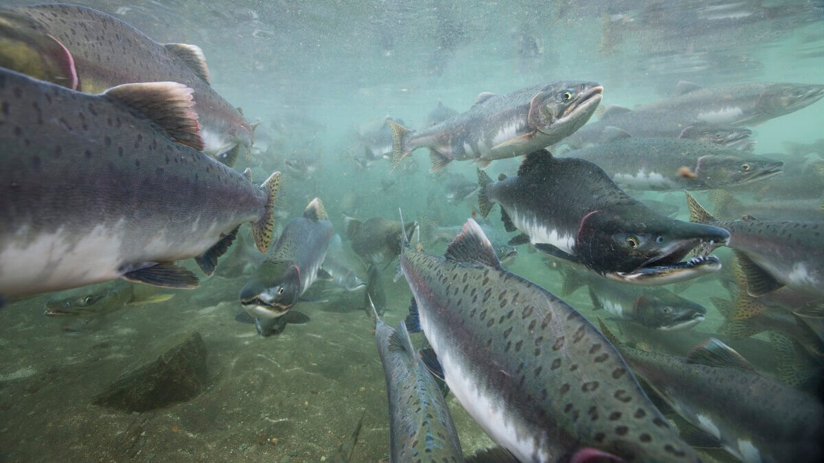 A large school of Pacific salmon.