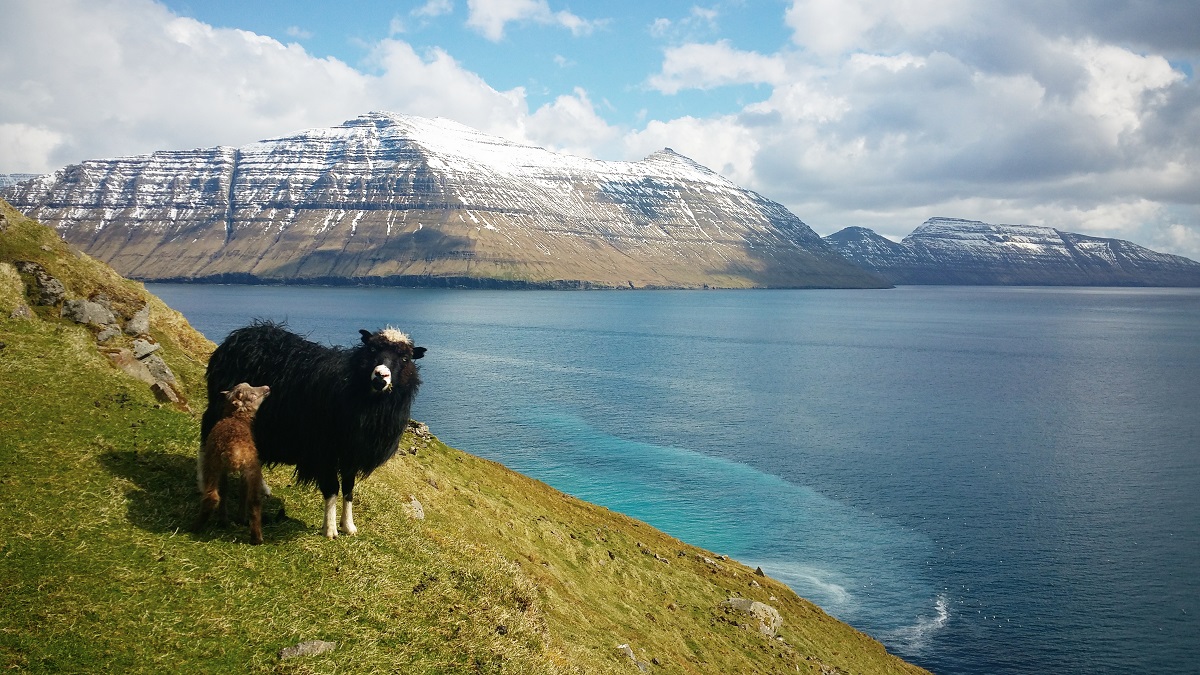 A ewe and a lamb stand on a steep grassy hillside over looking a bay and snow-capped mountains in the faroe islands.