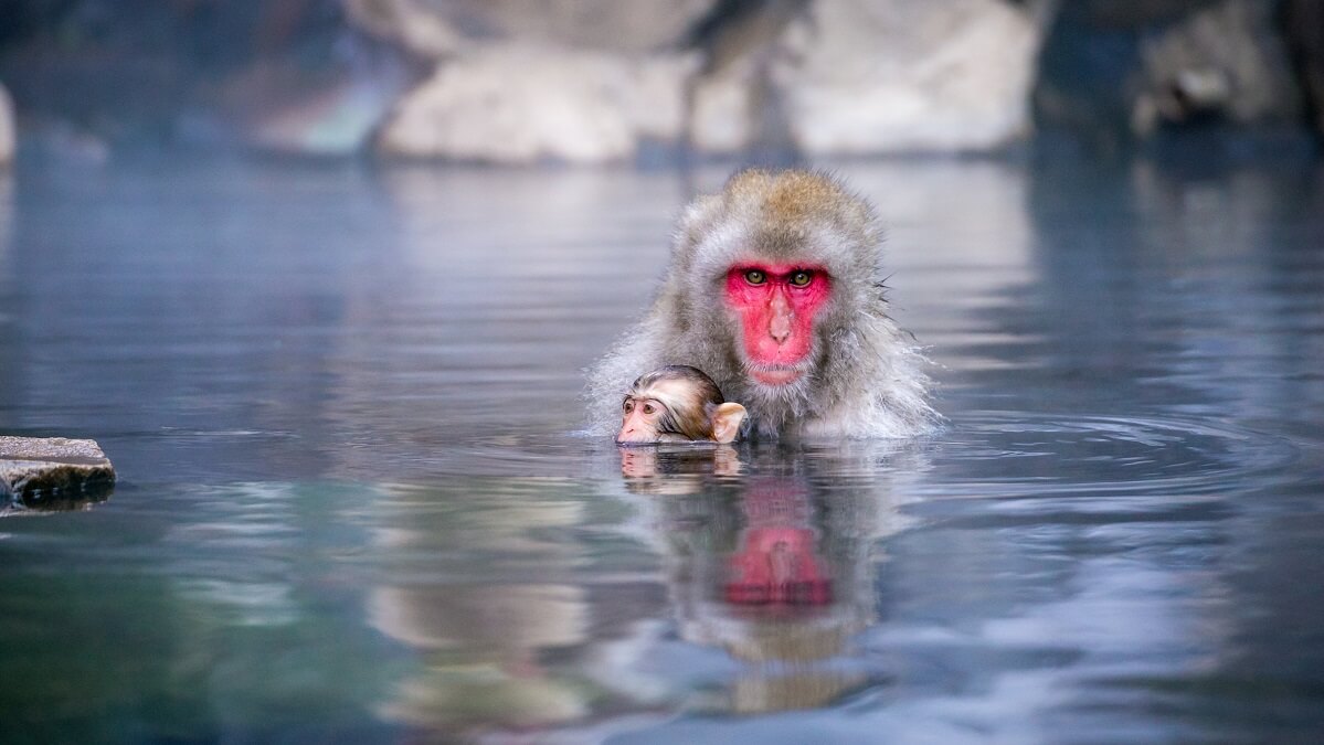 Japanese Macaques In Hot Spring