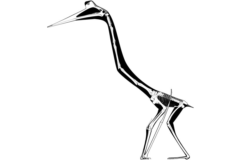 Illustration of pterosaur skeleton