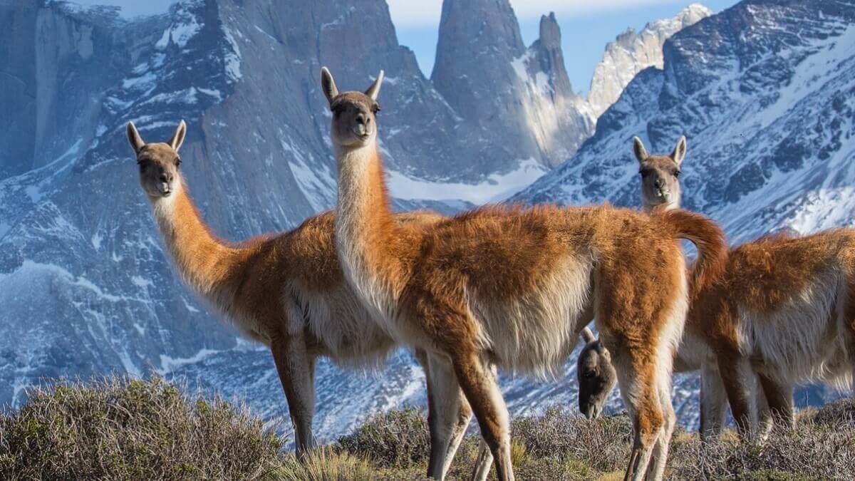 Four lamas standing in front of mountains.