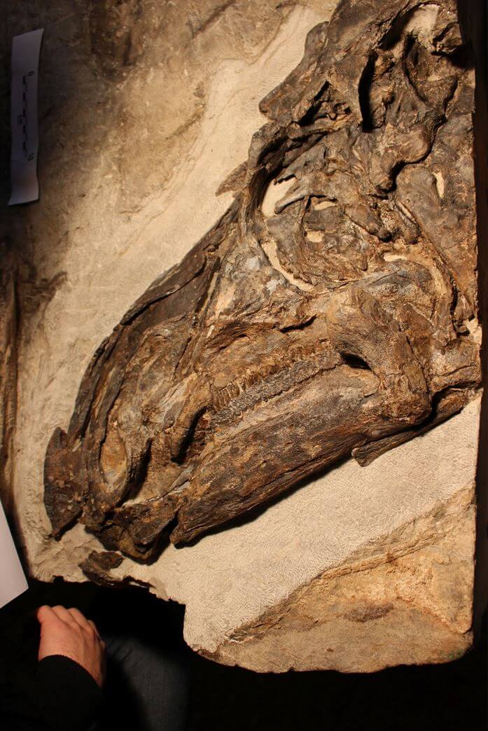 Dinosaur skull in rock