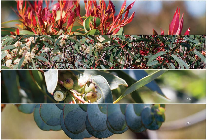 Pictures of different eucalyptus foliage