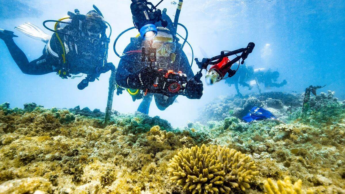 Divers underwater on the reef inspecting IVF coral babies