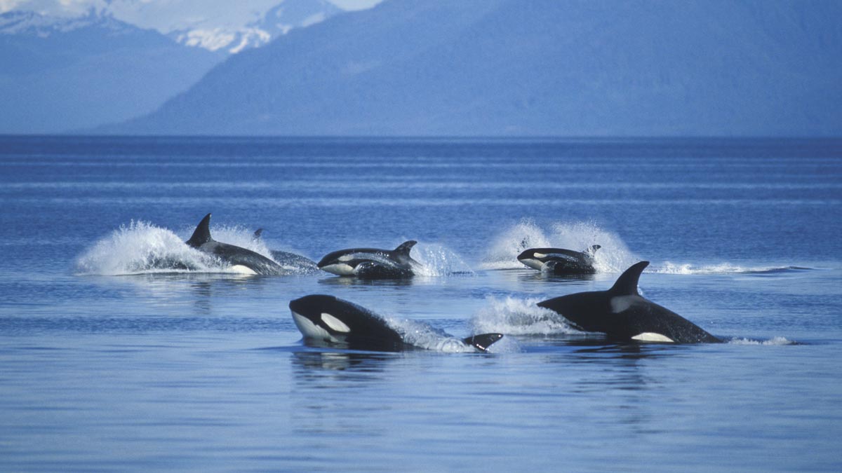 killer whales in a pod in arctic ocean
